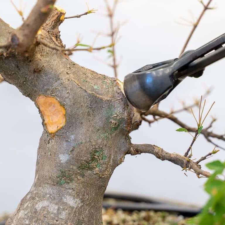 图解 三叉戟枫树盆景怎么修剪的前后对比