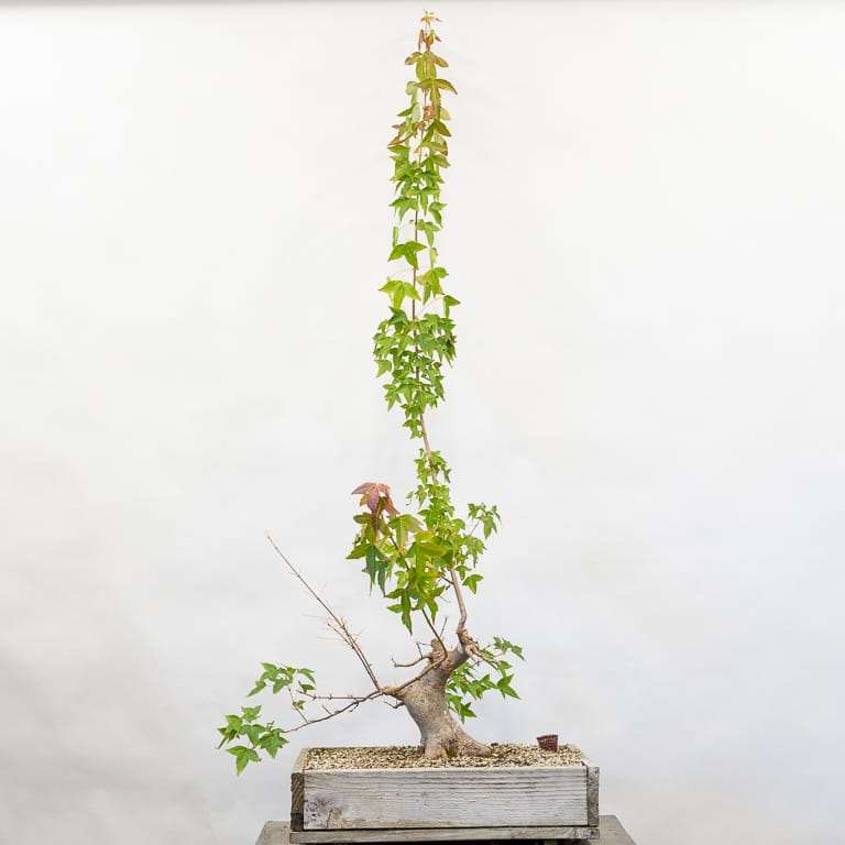 图解 三叉戟枫树盆景怎么修剪的前后对比