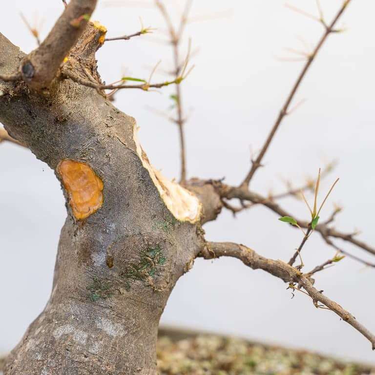图解 三叉戟枫树盆景怎么修剪的前后对比