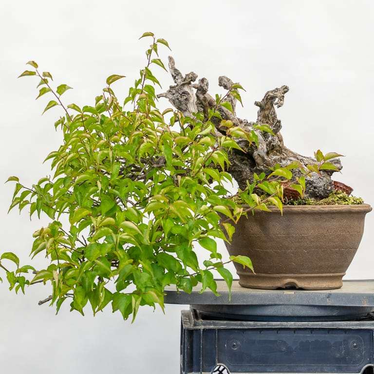 落叶盆景怎么定向修剪的方法