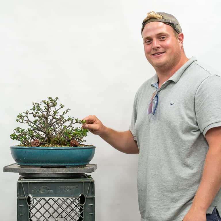 落叶盆景怎么定向修剪的方法