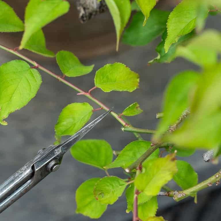 落叶盆景怎么定向修剪的方法