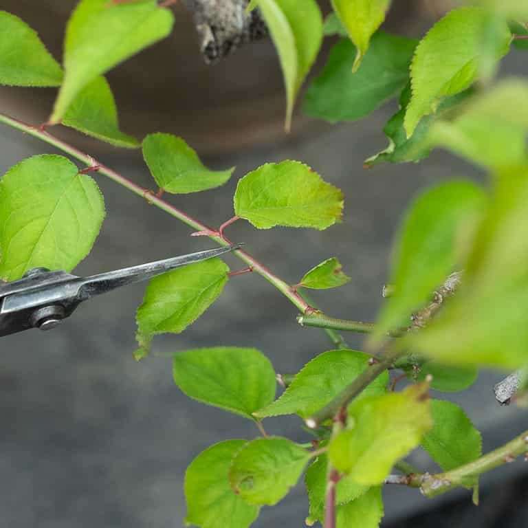 图解 落叶盆景怎么定向修剪的方法