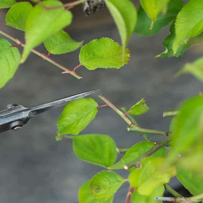 图解 落叶盆景怎么定向修剪的方法