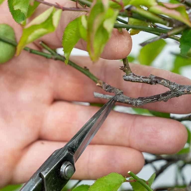 图解 落叶盆景怎么定向修剪的方法