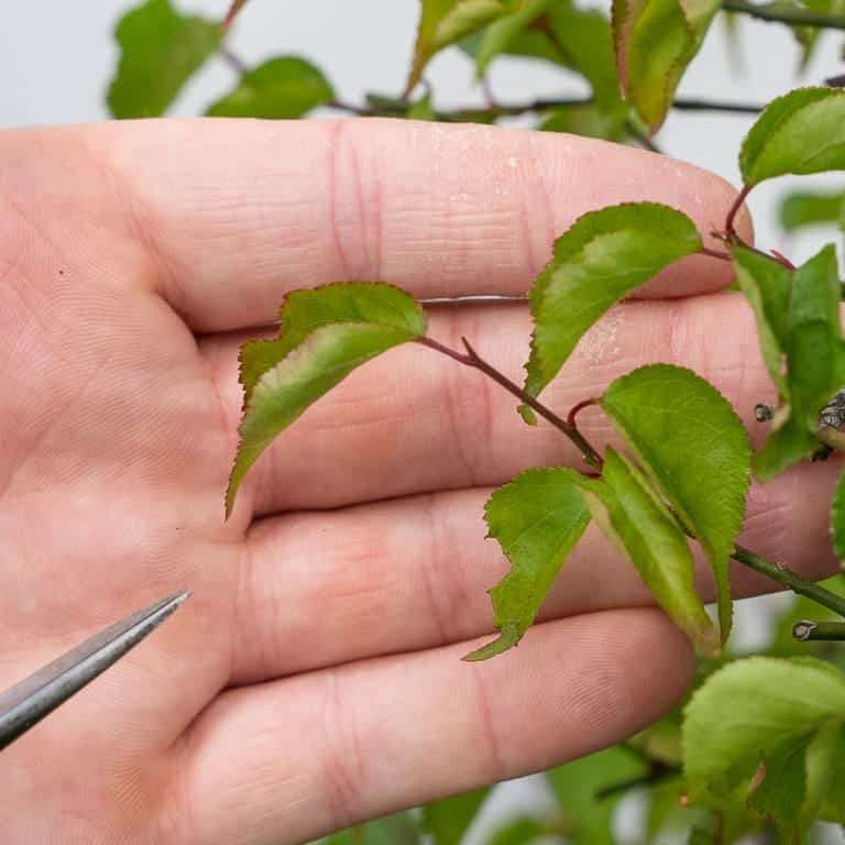 落叶盆景怎么定向修剪的方法