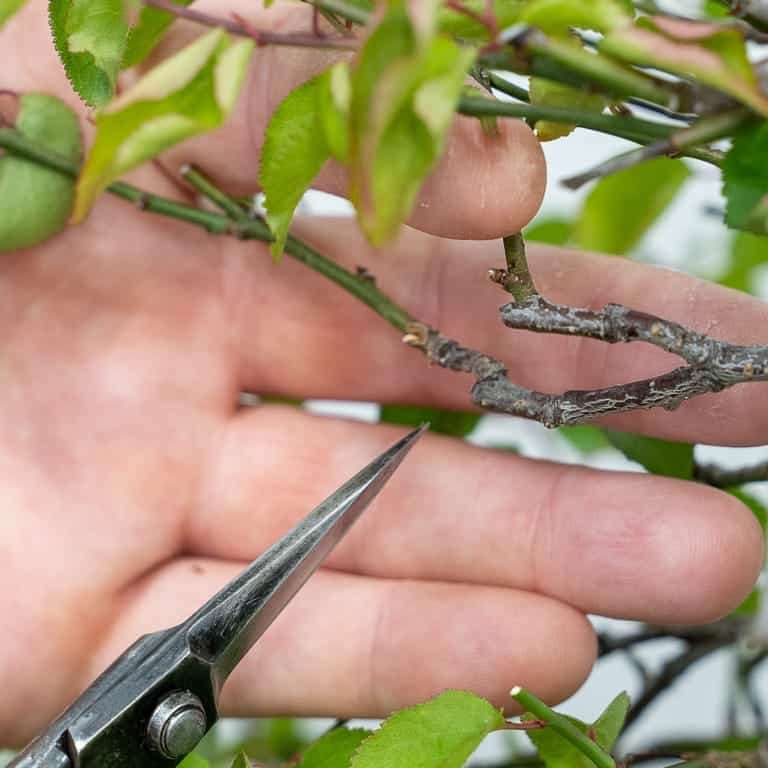 图解 落叶盆景怎么定向修剪的方法