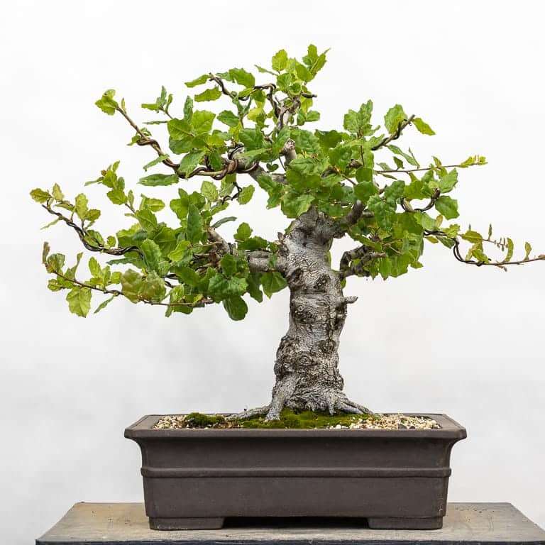 海岸活橡树盆景 修剪前后 对比图片