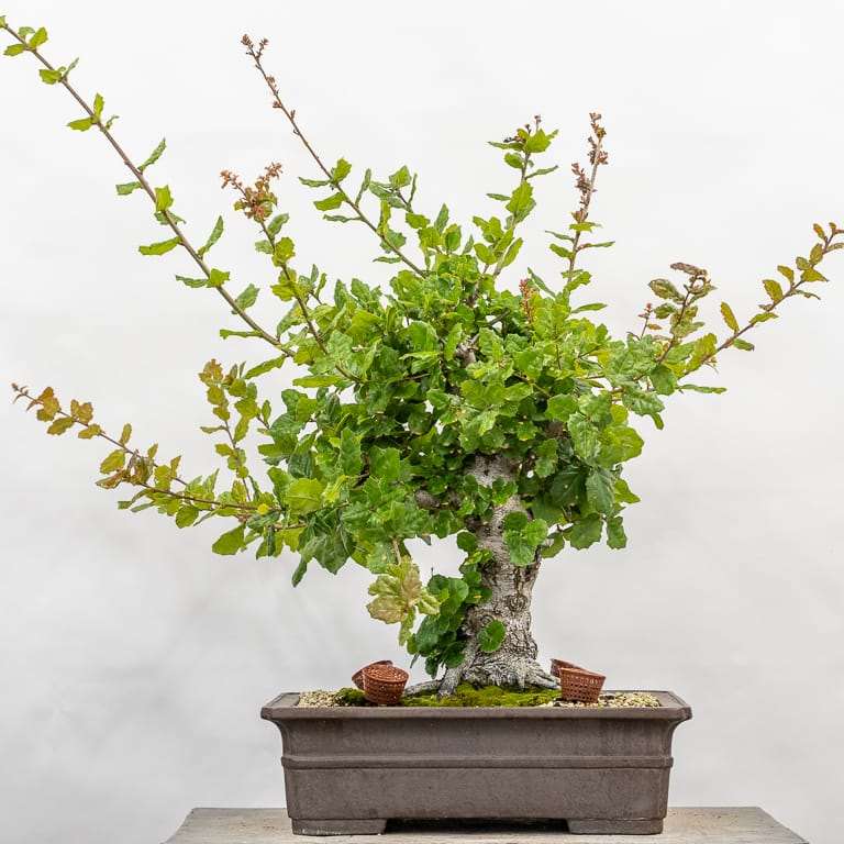 海岸活橡树盆景 修剪前后 对比图片