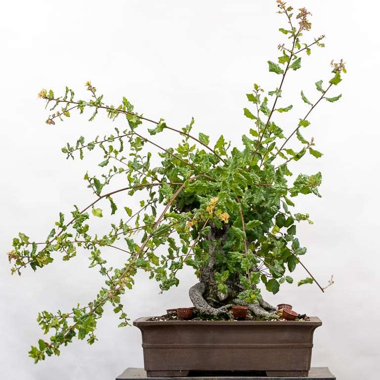 海岸活橡树盆景 修剪前后 对比图片