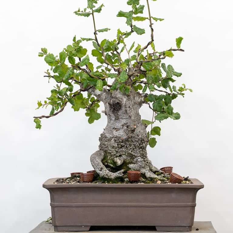 海岸活橡树盆景 修剪前后 对比图片