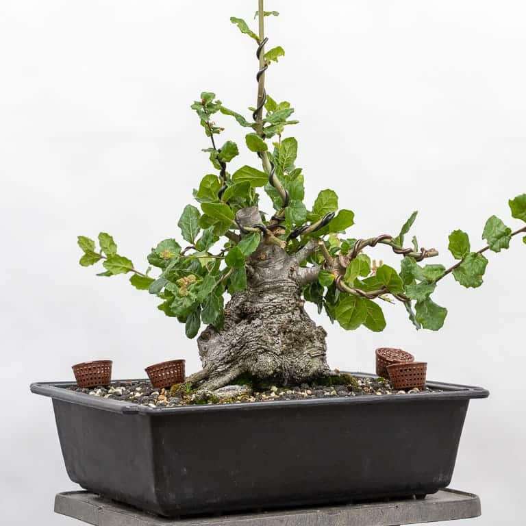 海岸活橡树盆景 修剪前后 对比图片