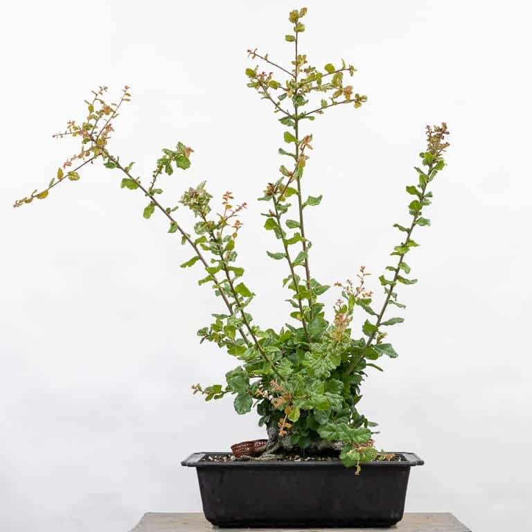 海岸活橡树盆景 修剪前后 对比图片