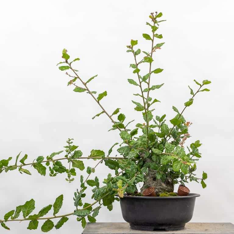 海岸活橡树盆景 修剪前后 对比图片