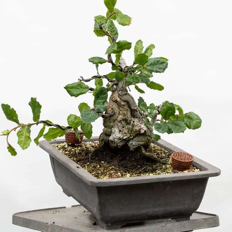 海岸活橡树盆景 修剪前后 对比图片