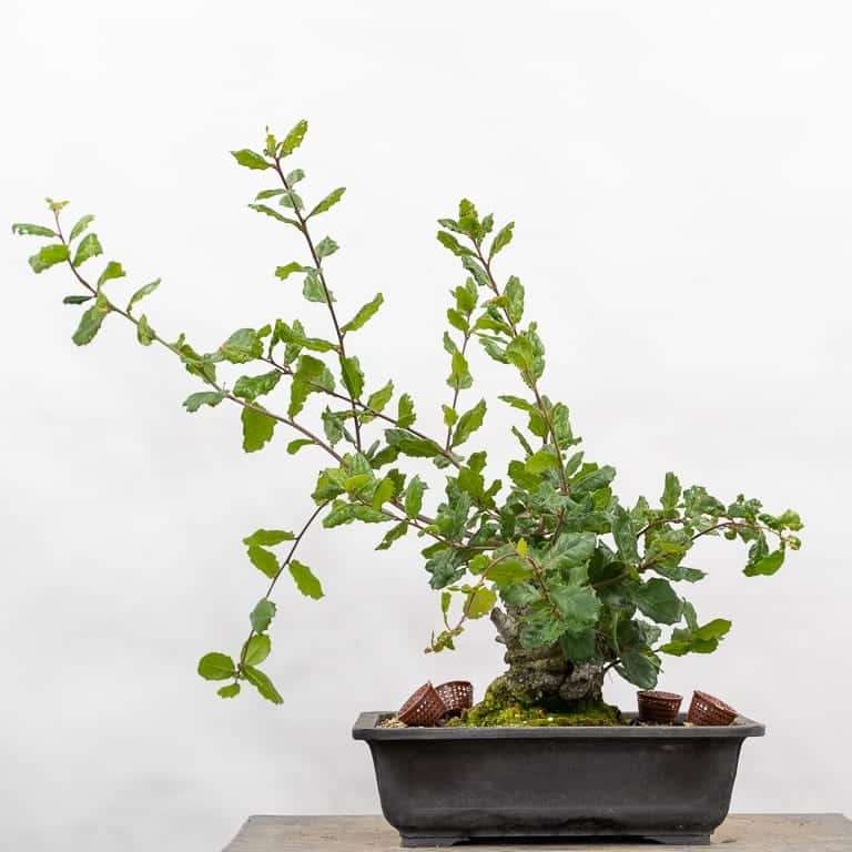 海岸活橡树盆景 修剪前后 对比图片