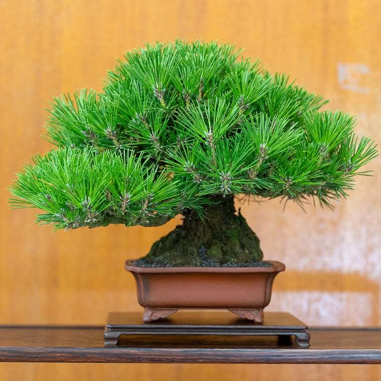 湾区水石秀和小品盆景的亮点 图片