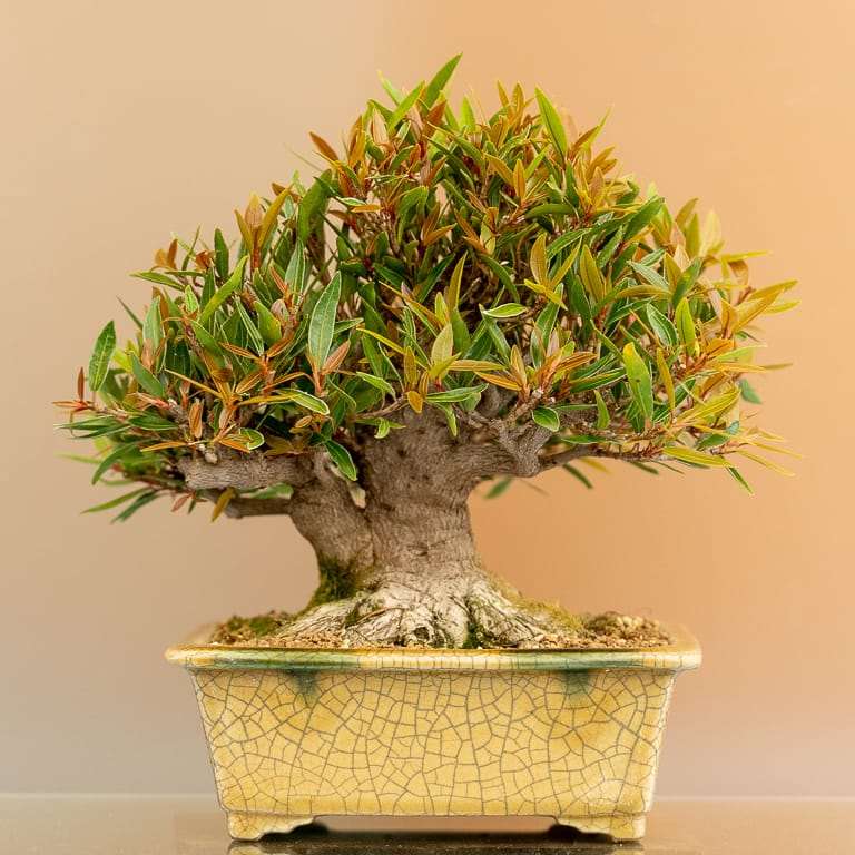 湾区水石秀和小品盆景的亮点