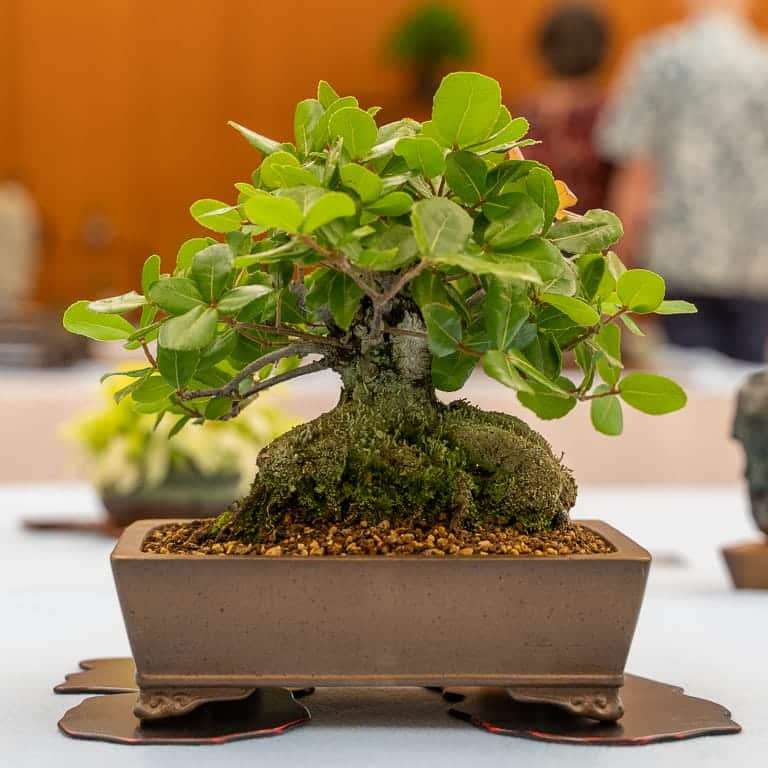 湾区水石秀和小品盆景的亮点