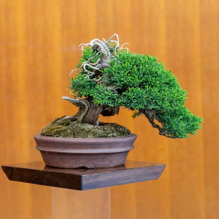 湾区水石秀和小品盆景的亮点 图片