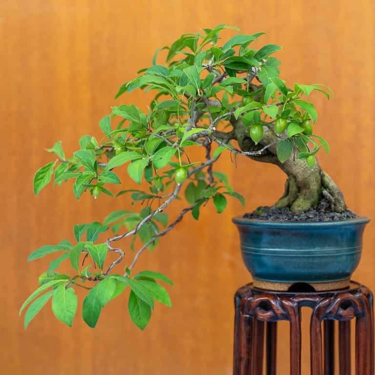 湾区水石秀和小品盆景的亮点 图片