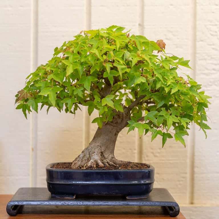 湾区水石秀和小品盆景的亮点 图片