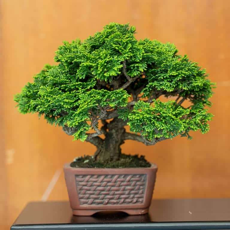 湾区水石秀和小品盆景的亮点 图片