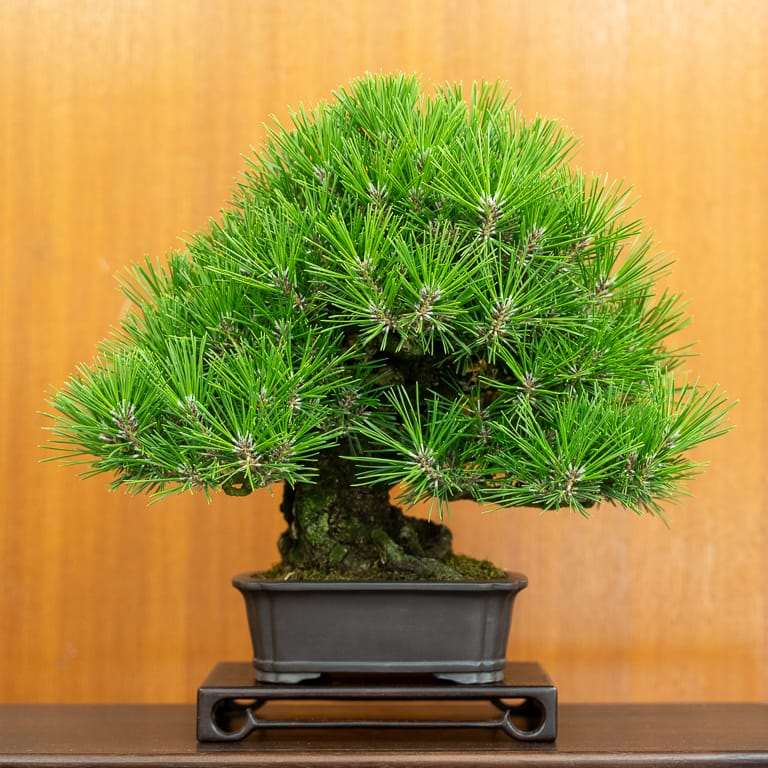 湾区水石秀和小品盆景的亮点 图片