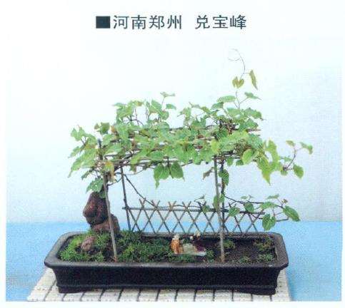 刘敬宏制作的何首乌盆景