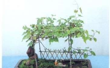 刘敬宏制作的何首乌盆景 图片