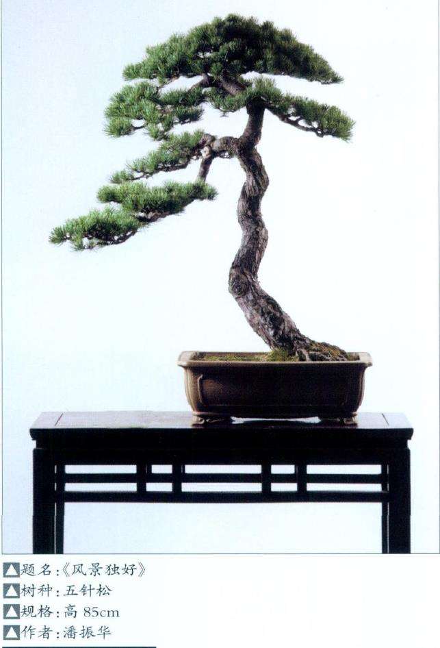 盆景放养中怎么控制缩枝