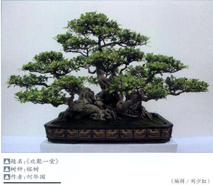 盆景放养中怎么控制缩枝