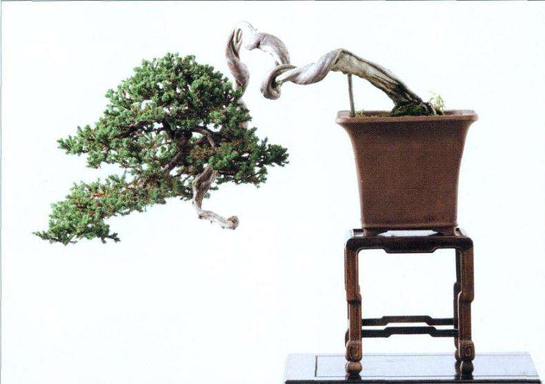 盆景放养中怎么控制缩枝