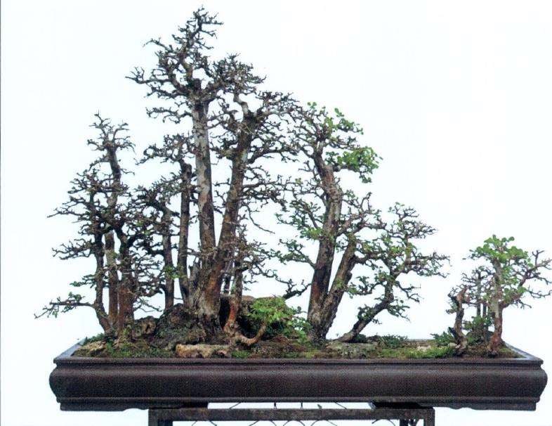 怎么锤炼盆景意境提升盆景文化