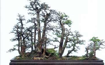 须像待亲人一样对待自己的盆景