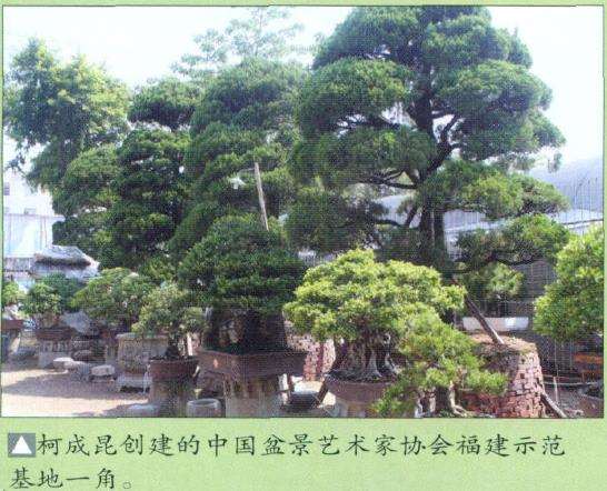 泉州谢继书浸润盆景数十载