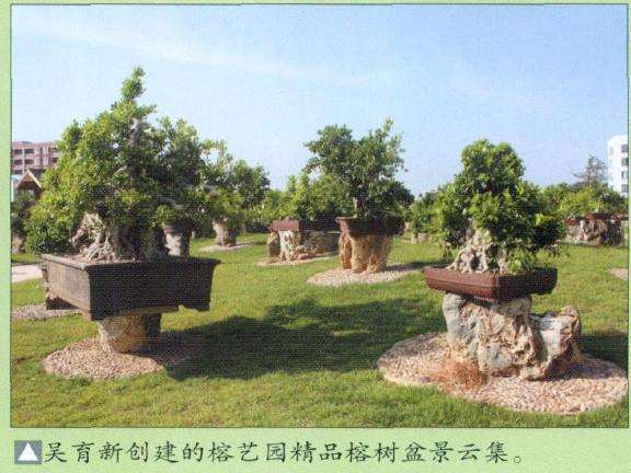 泉州谢继书浸润盆景数十载