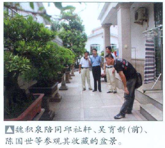 泉州谢继书浸润盆景数十载 图片