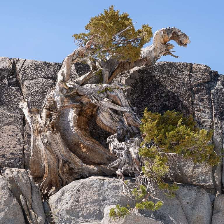 欣赏巨大而古老的塞拉杜松盆景 图片