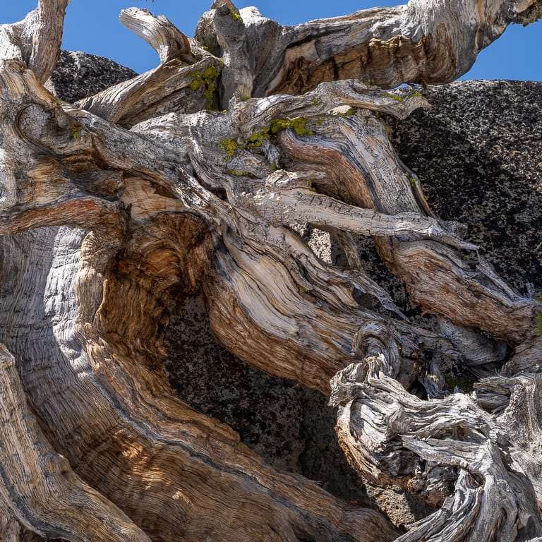 欣赏巨大而古老的塞拉杜松盆景 图片