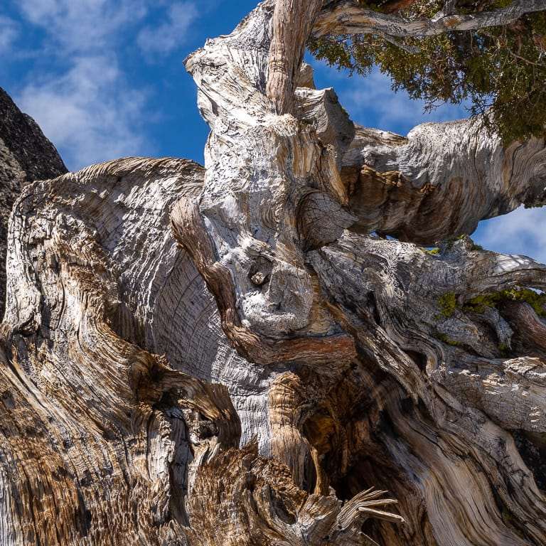 欣赏巨大而古老的塞拉杜松盆景 图片