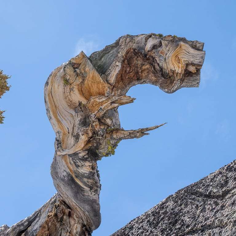 欣赏巨大而古老的塞拉杜松盆景 图片
