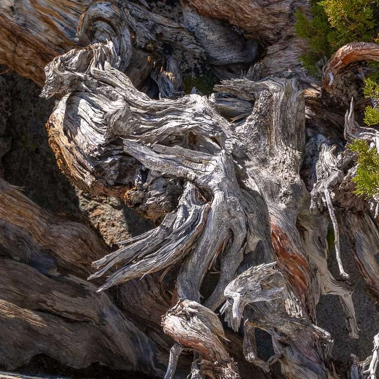 欣赏巨大而古老的塞拉杜松盆景 图片