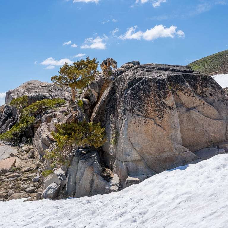 欣赏巨大而古老的塞拉杜松盆景 图片