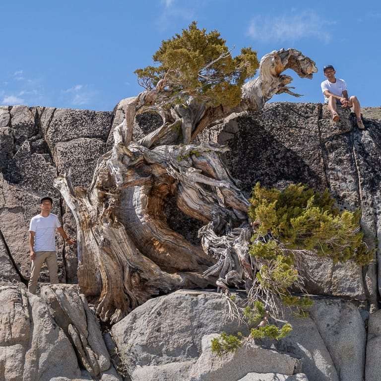 欣赏巨大而古老的塞拉杜松盆景 图片