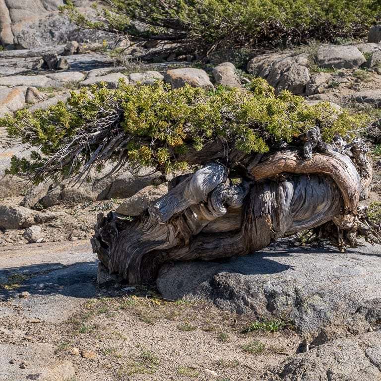 一个非常曲折的塞拉杜松盆景 图片