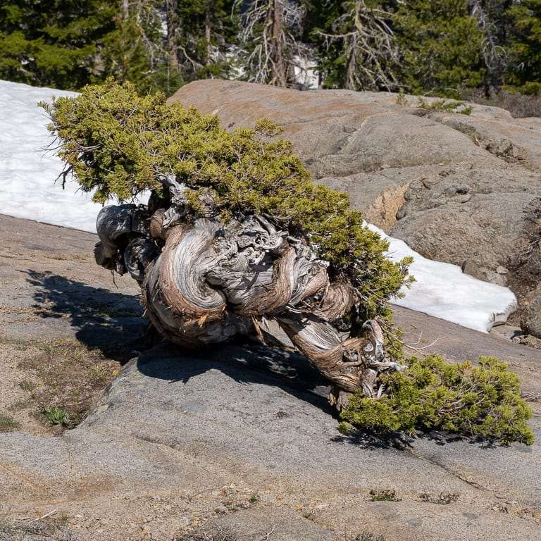 一个非常曲折的塞拉杜松盆景 图片