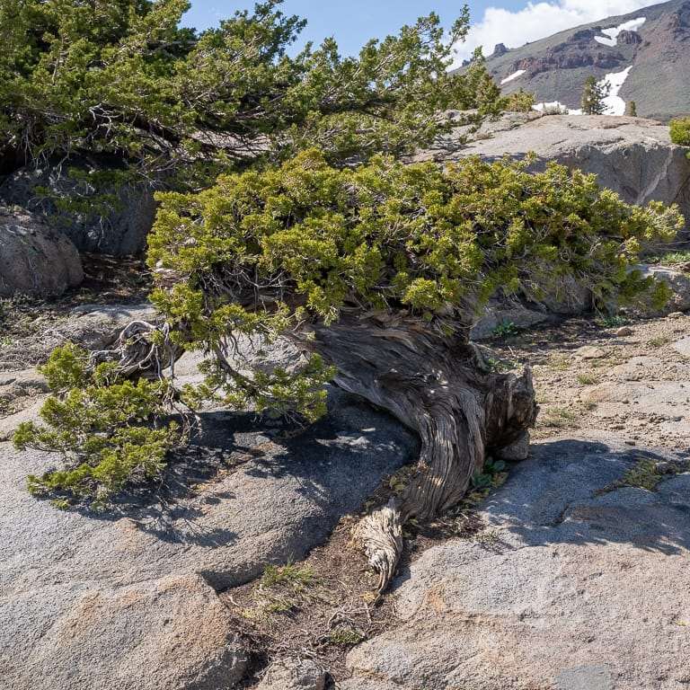 一个非常曲折的塞拉杜松盆景 图片