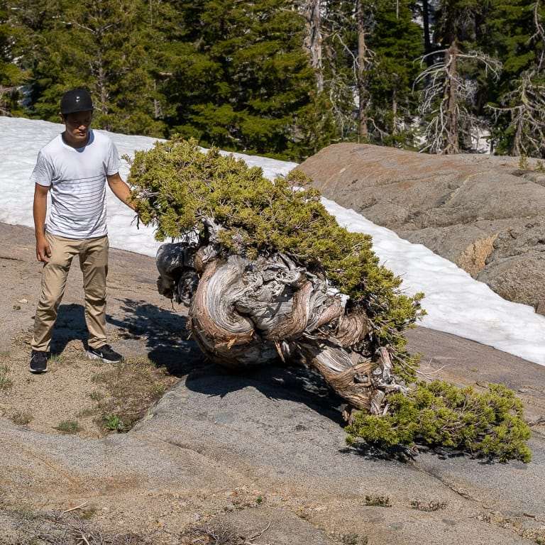 一个非常曲折的塞拉杜松盆景 图片