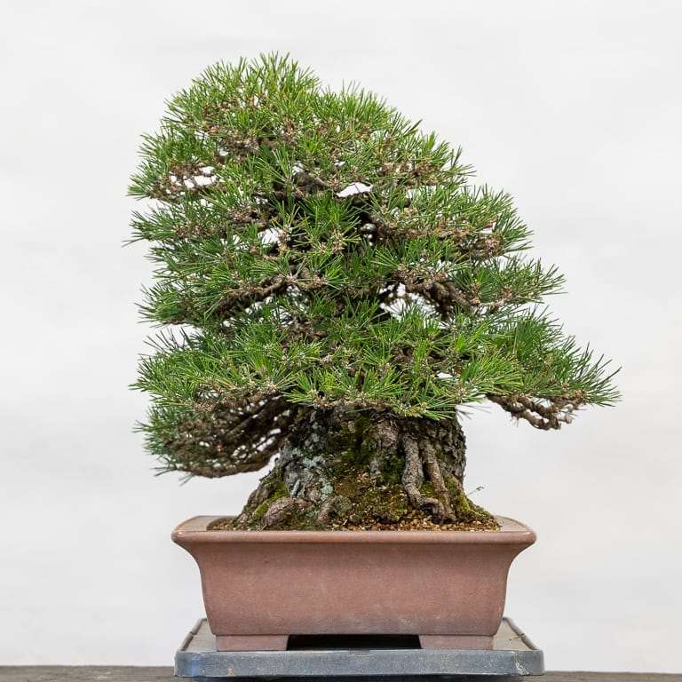 黑松盆景的春季保养 拔针和剥落 图片